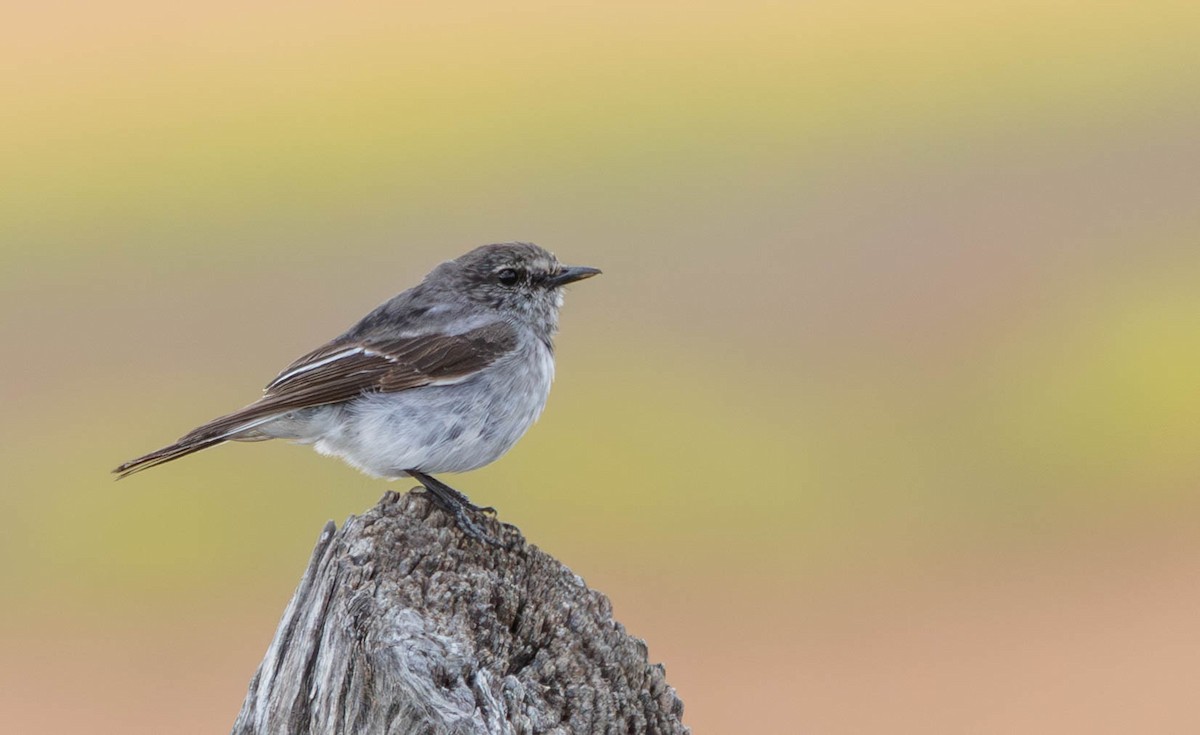 Hooded Robin - ML645094842