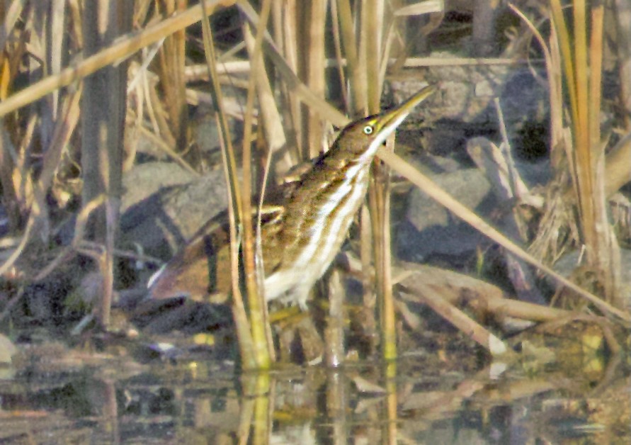 コヨシゴイ - ML645094843