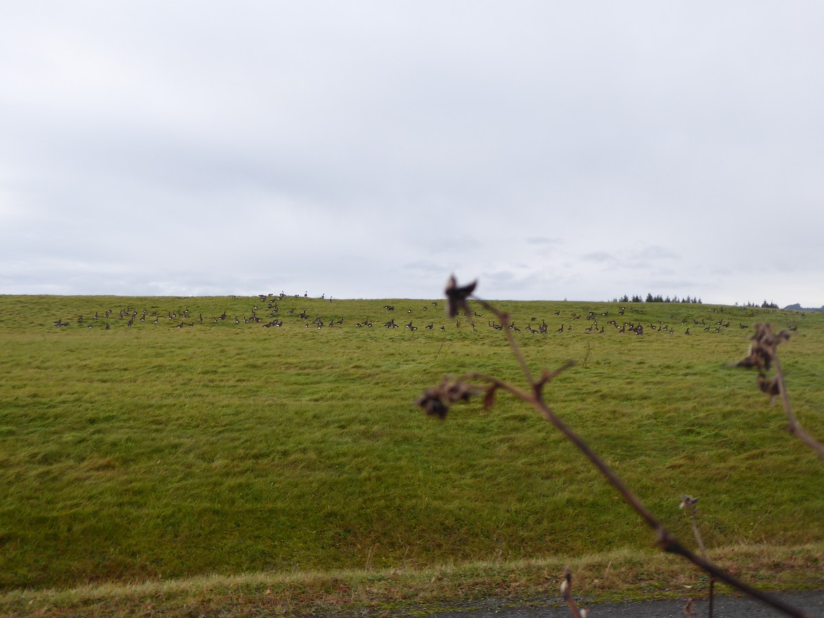 Barnacla Canadiense Grande (occidentalis/fulva) - ML645094846