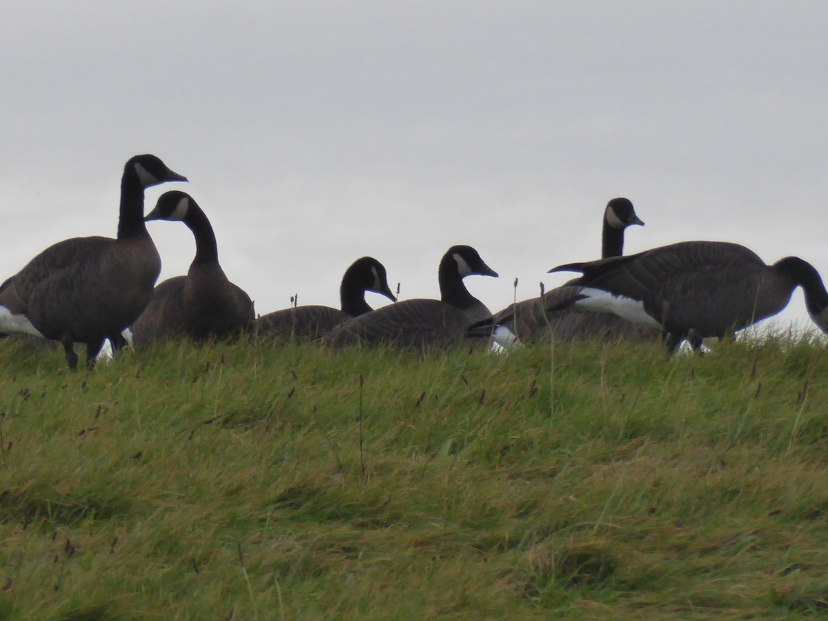 Barnacla Canadiense Grande (occidentalis/fulva) - ML645094847