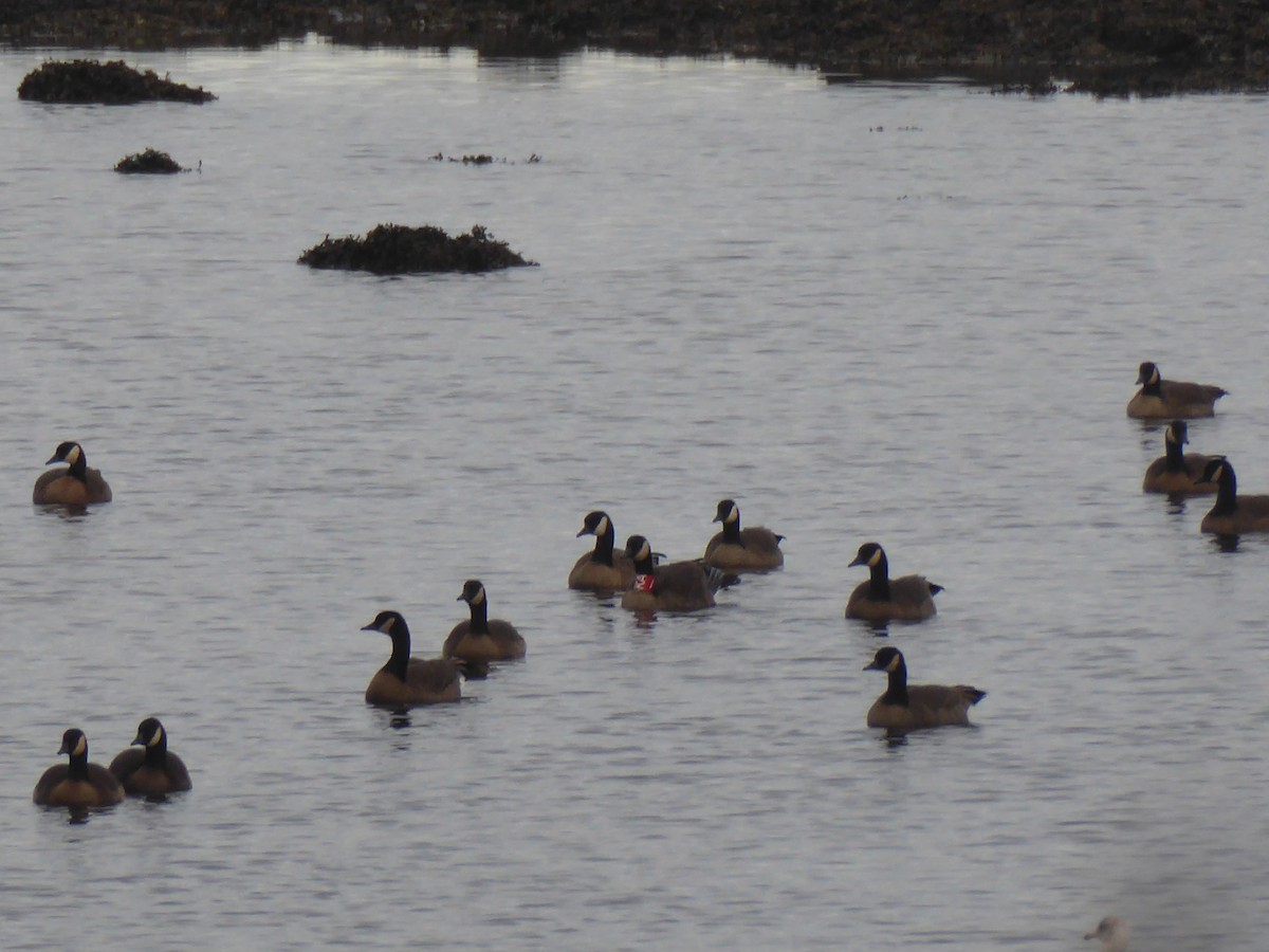 Barnacla Canadiense Grande (occidentalis/fulva) - ML645094848