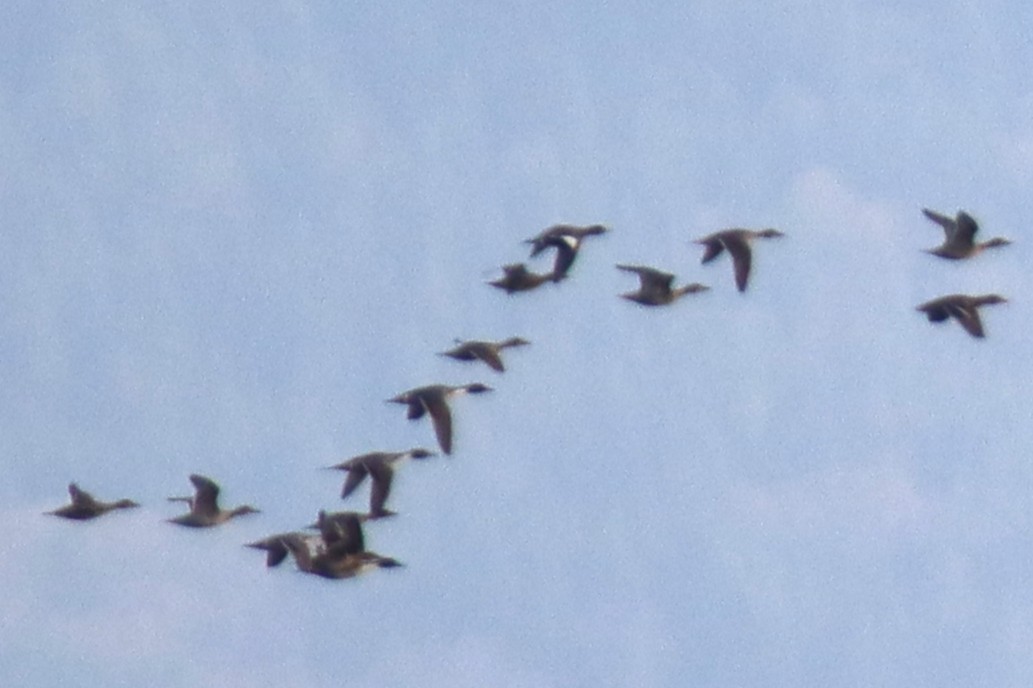 葡萄胸鴨 - ML645094851