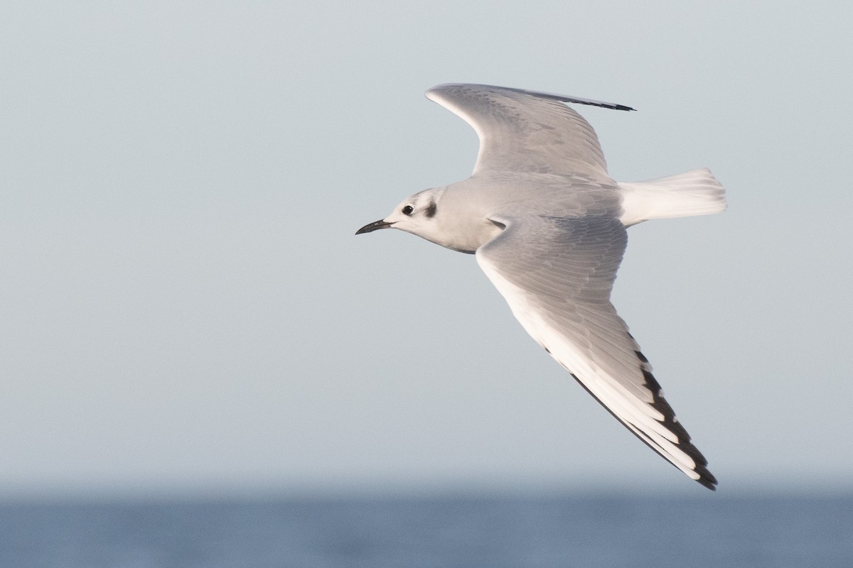 Bonaparte's Gull - ML645094852