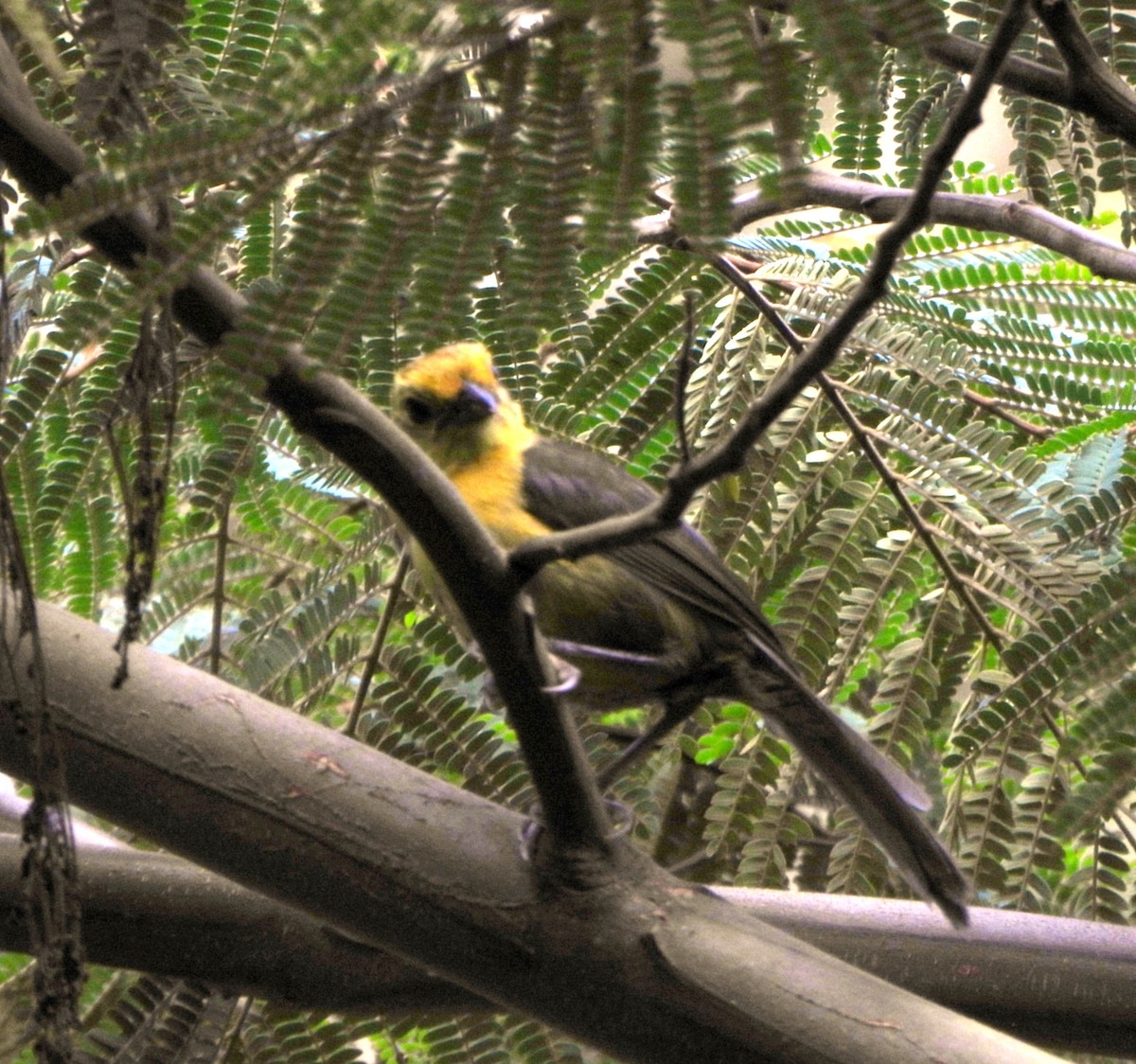 Yellow-headed Brushfinch - ML645094854