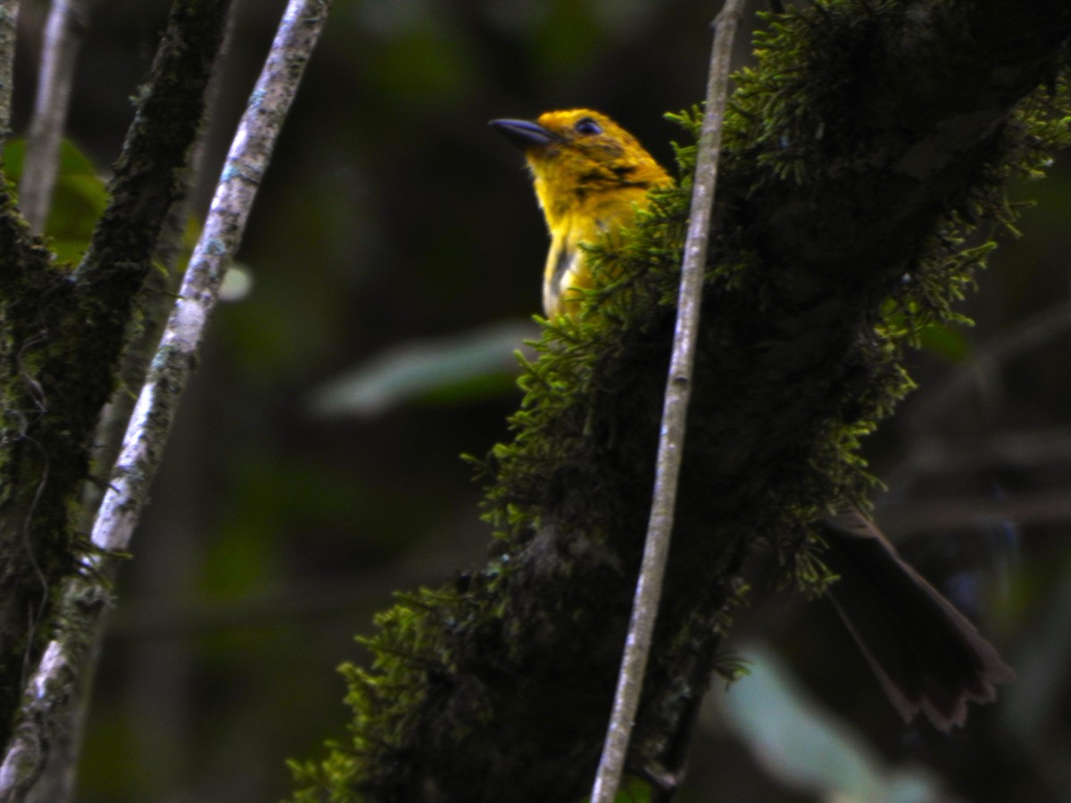 Yellow-headed Brushfinch - ML645094856