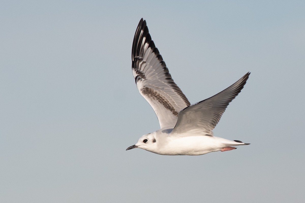 Bonaparte's Gull - ML645094858