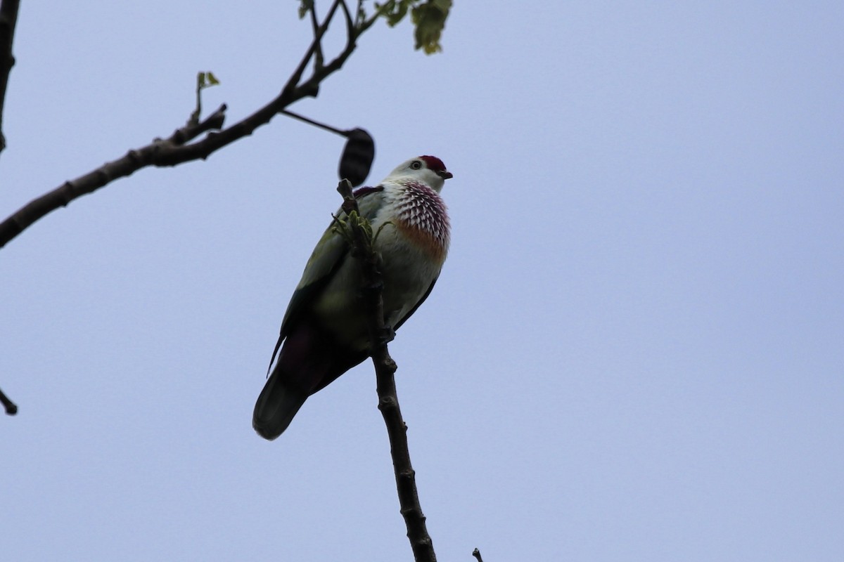 holub mnohobarvý - ML645094863