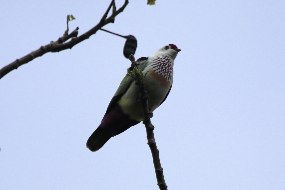 holub mnohobarvý - ML645094864