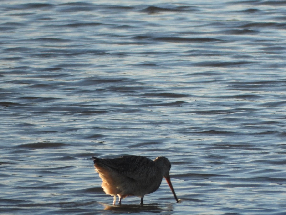 Marbled Godwit - ML645094870