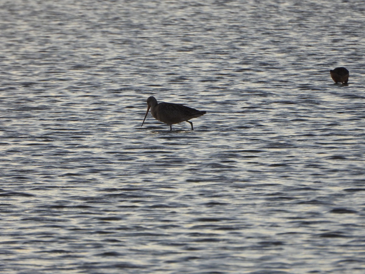 Marbled Godwit - ML645094871