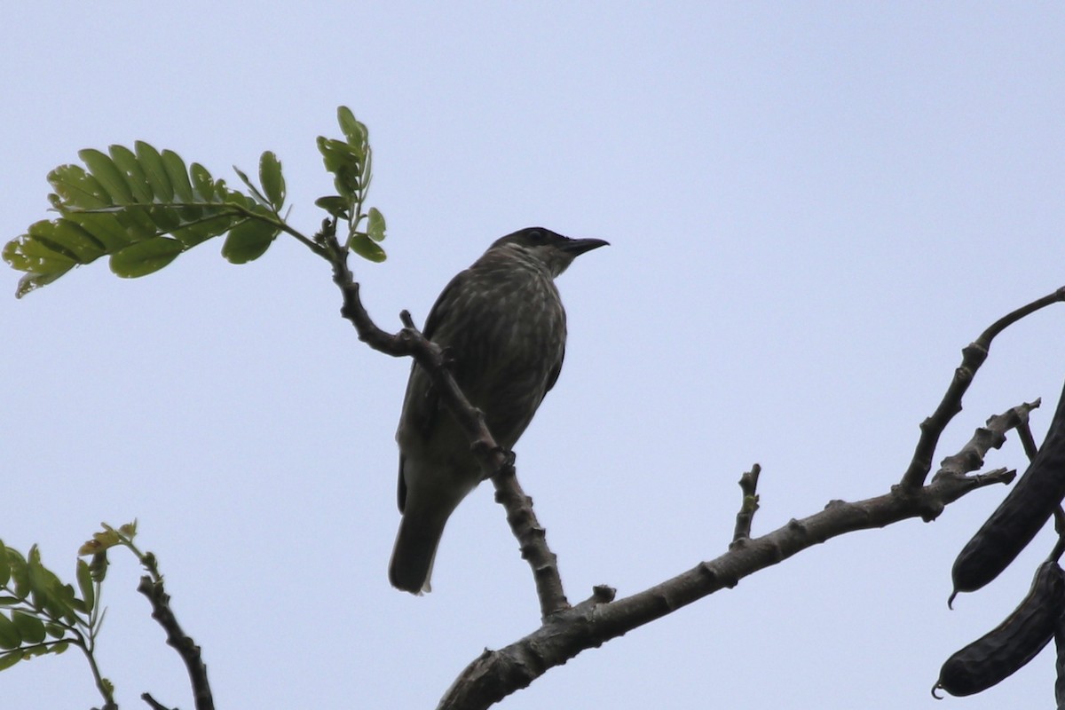 Polynesian Starling - ML645094872