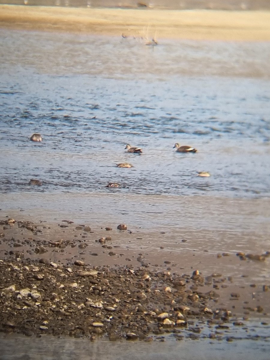 kachna čínská - ML645094879