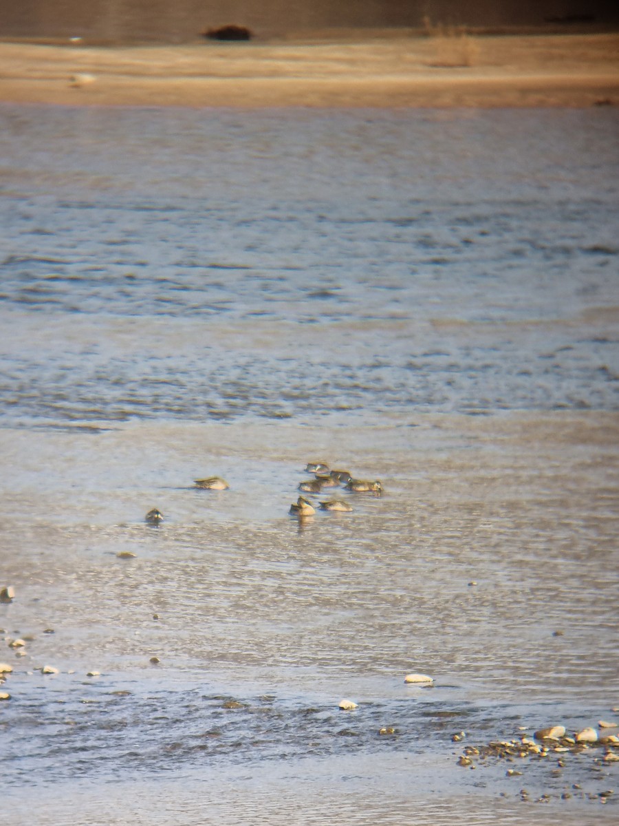 čírka sibiřská - ML645094881