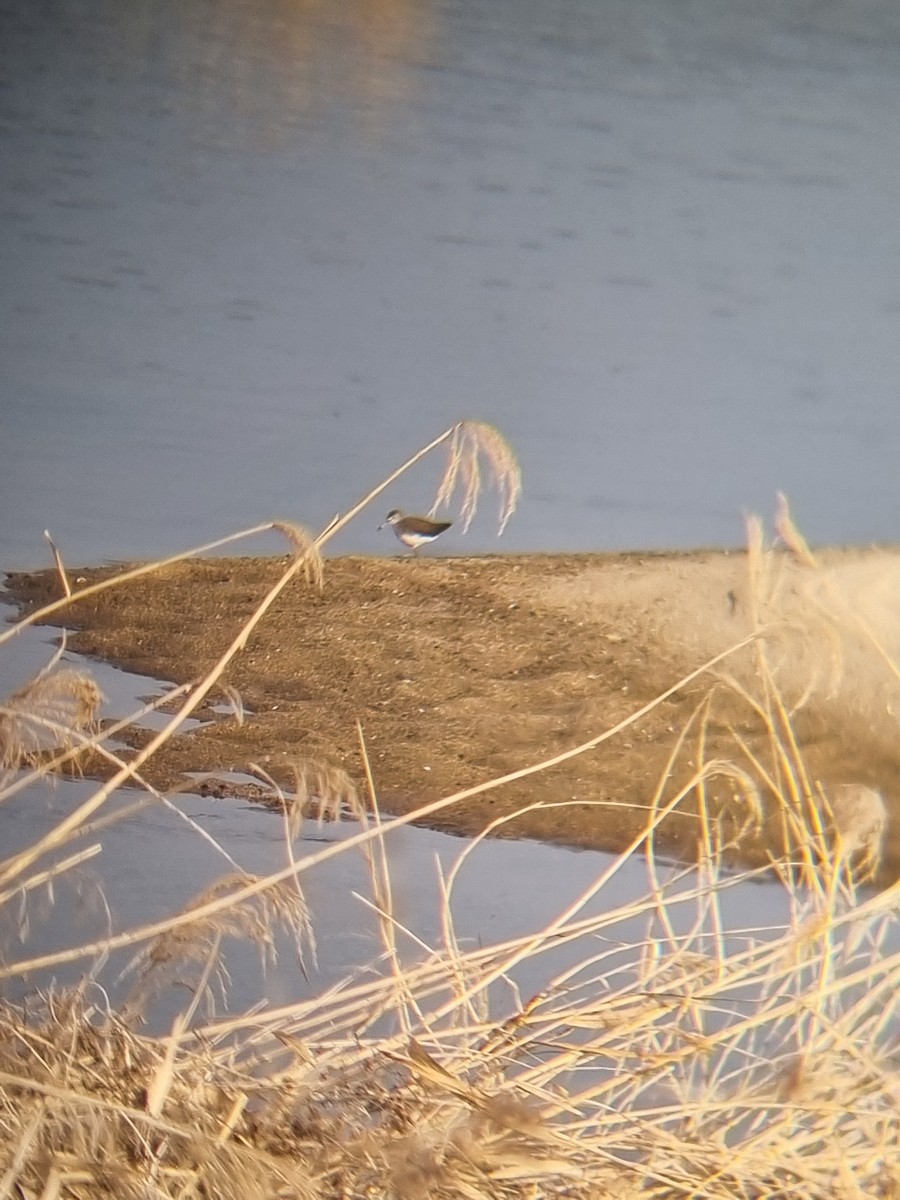 vodouš kropenatý - ML645094882