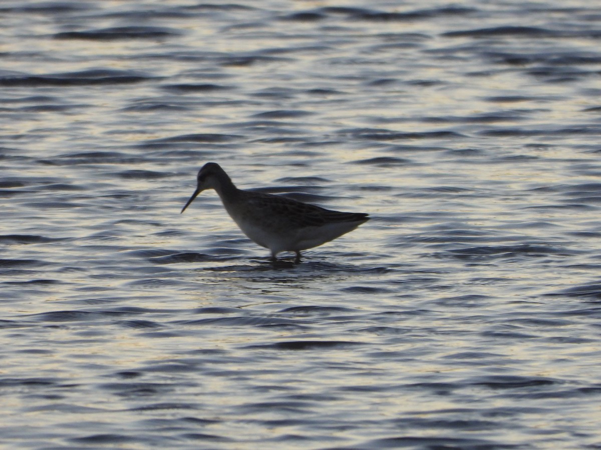 Wilson's Phalarope - ML645094883