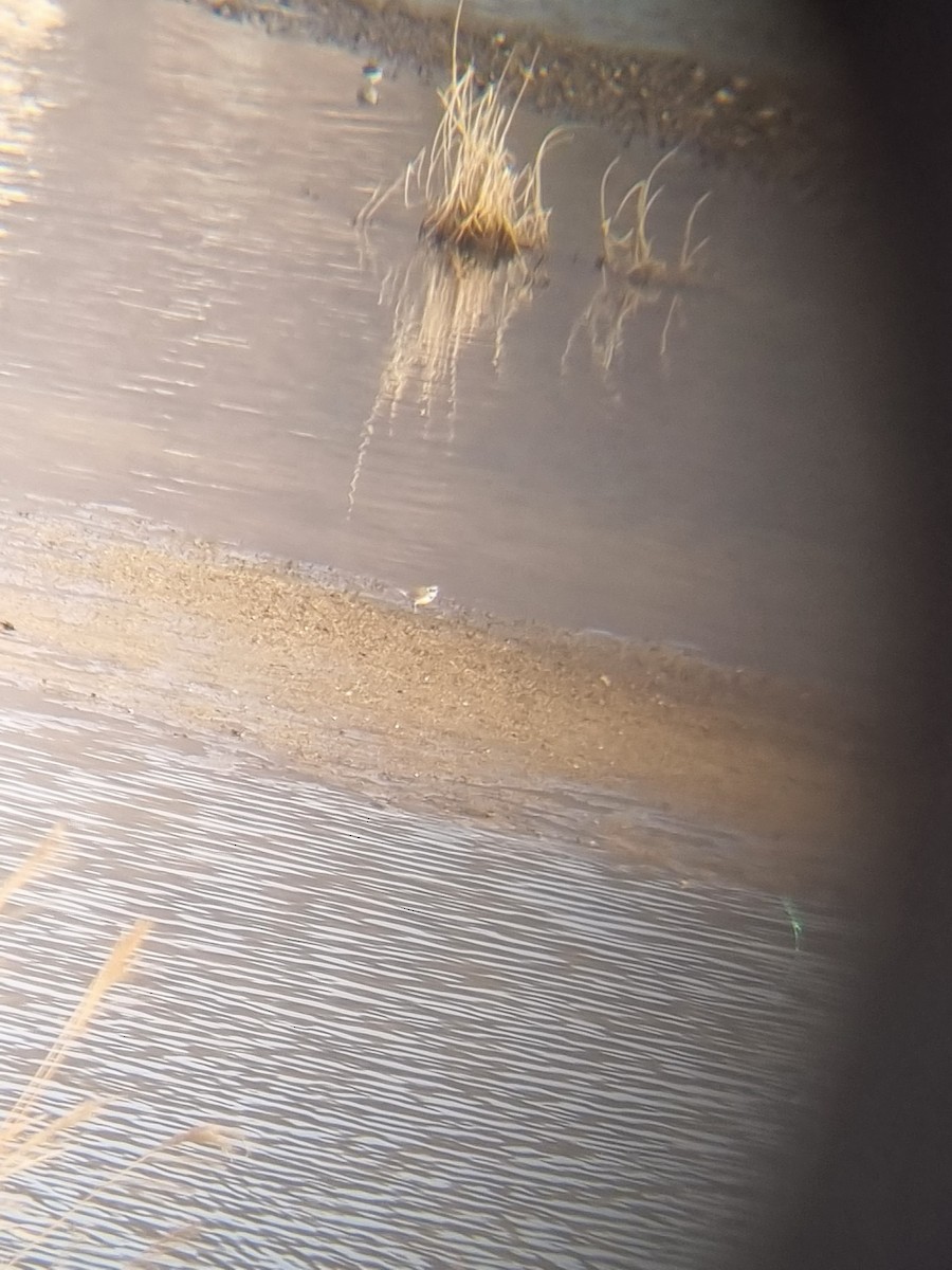 kulík říční - ML645094885