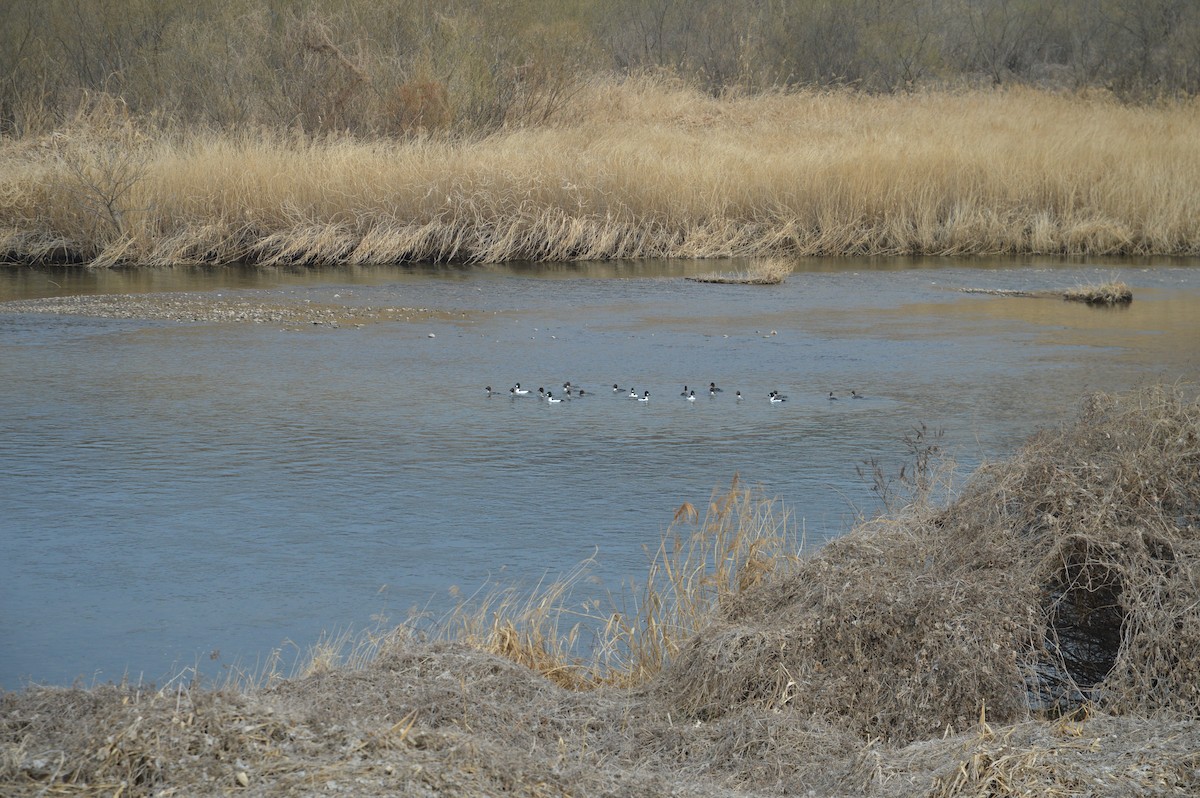 hohol severní - ML645094890