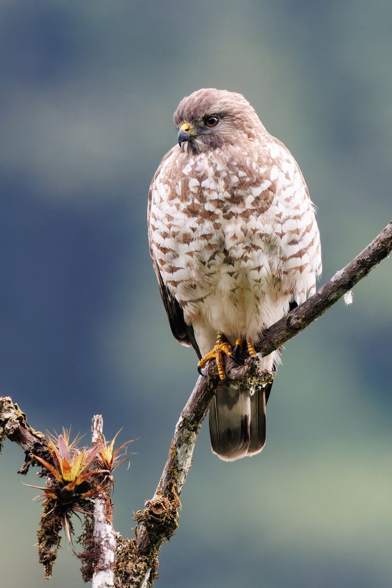 káně širokokřídlá - ML645094894