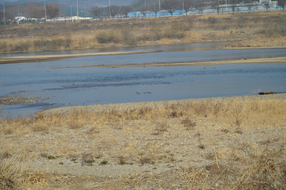 čírka sibiřská - ML645094895