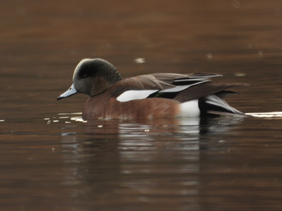 葡萄胸鴨 - ML645094897