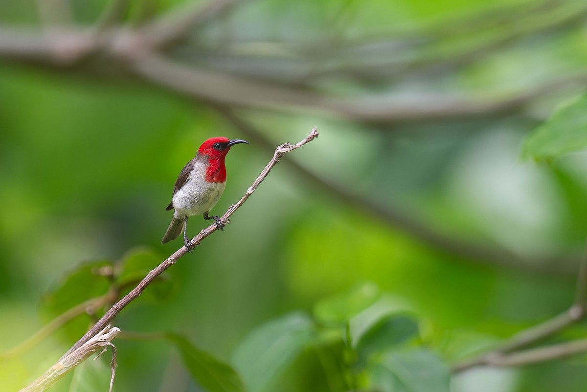 Crimson-hooded Myzomela - ML645094900