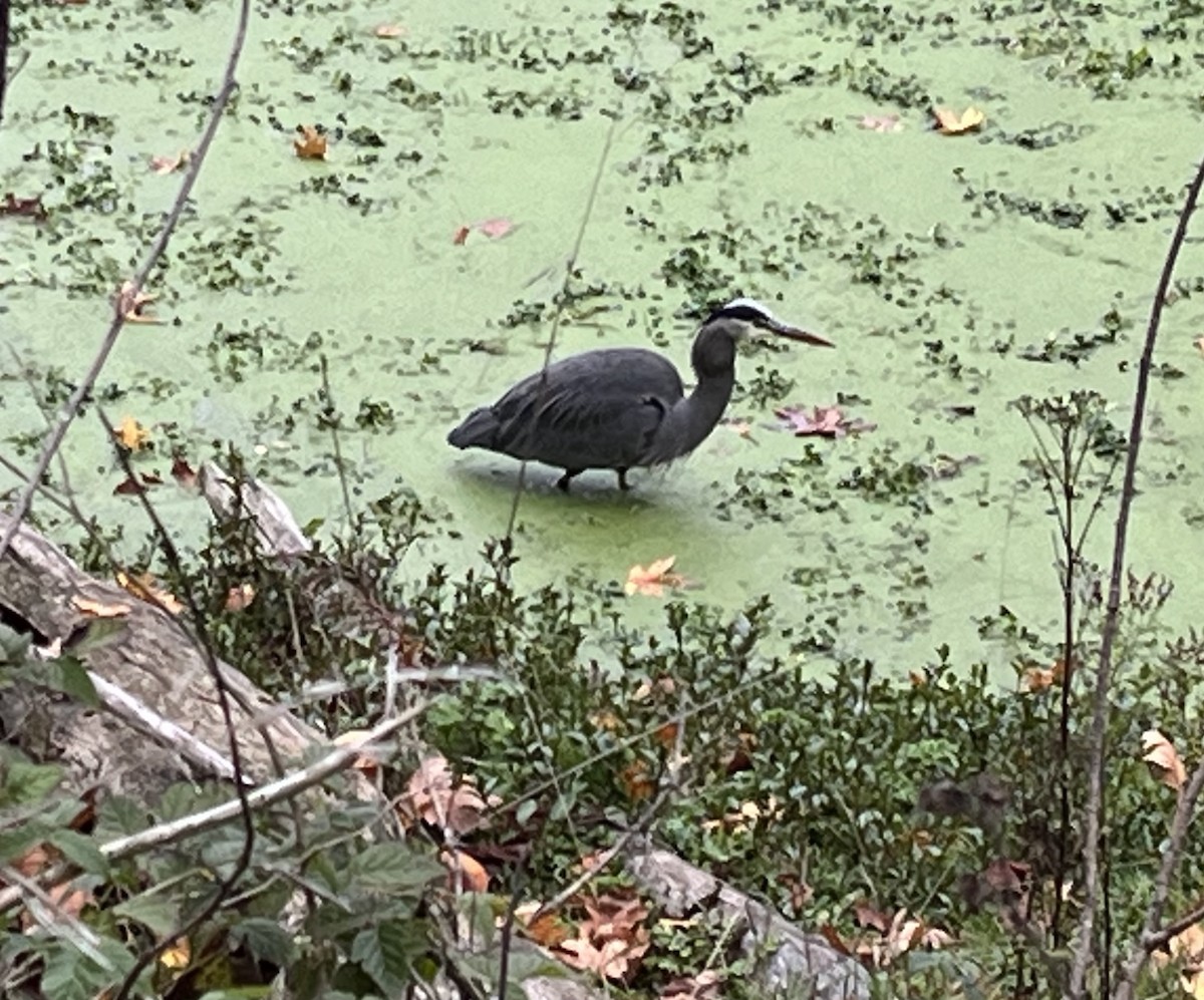 Great Blue Heron - ML645094905
