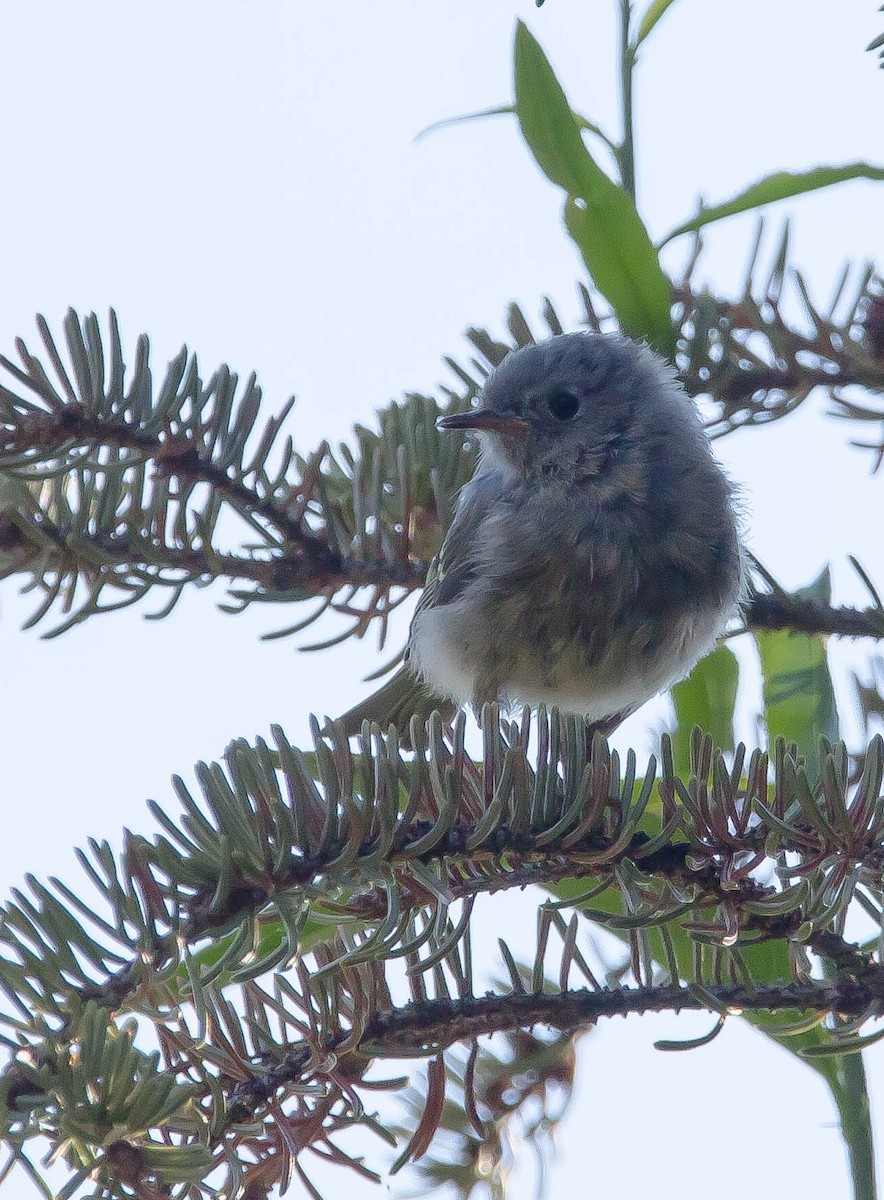 Gözlüklü Çalıkuşu - ML645094914