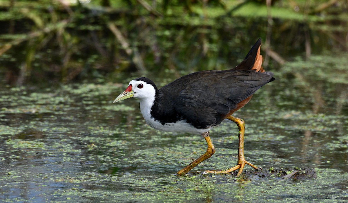 White-breasted Waterhen - ML645094917