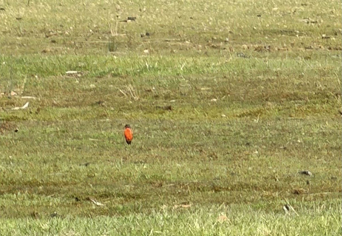 Flame Robin - ML645094918