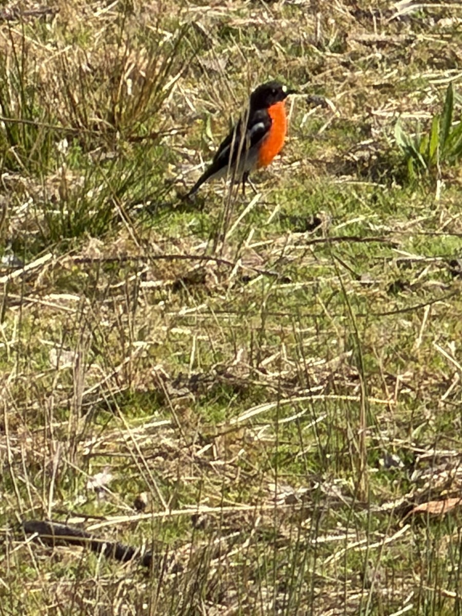 Flame Robin - ML645094919