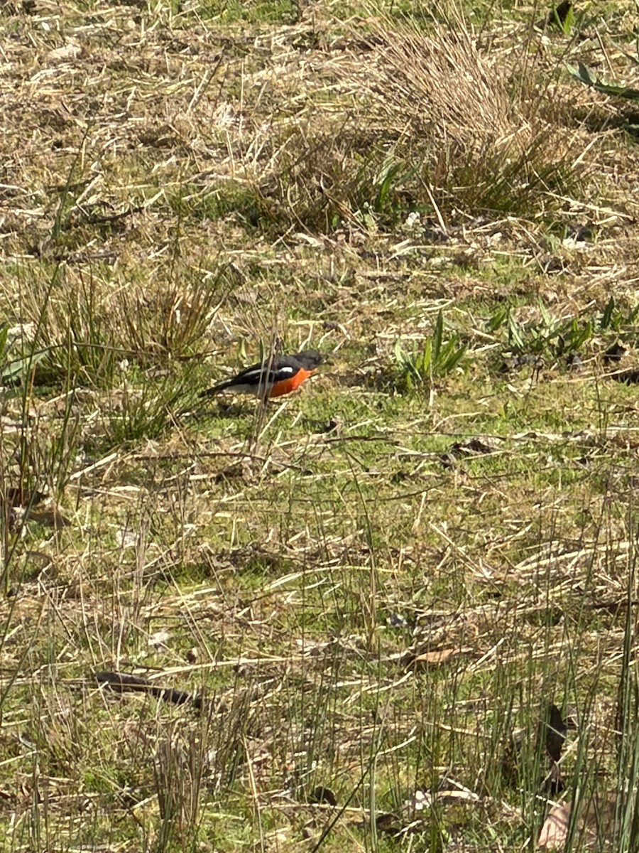 Flame Robin - ML645094920