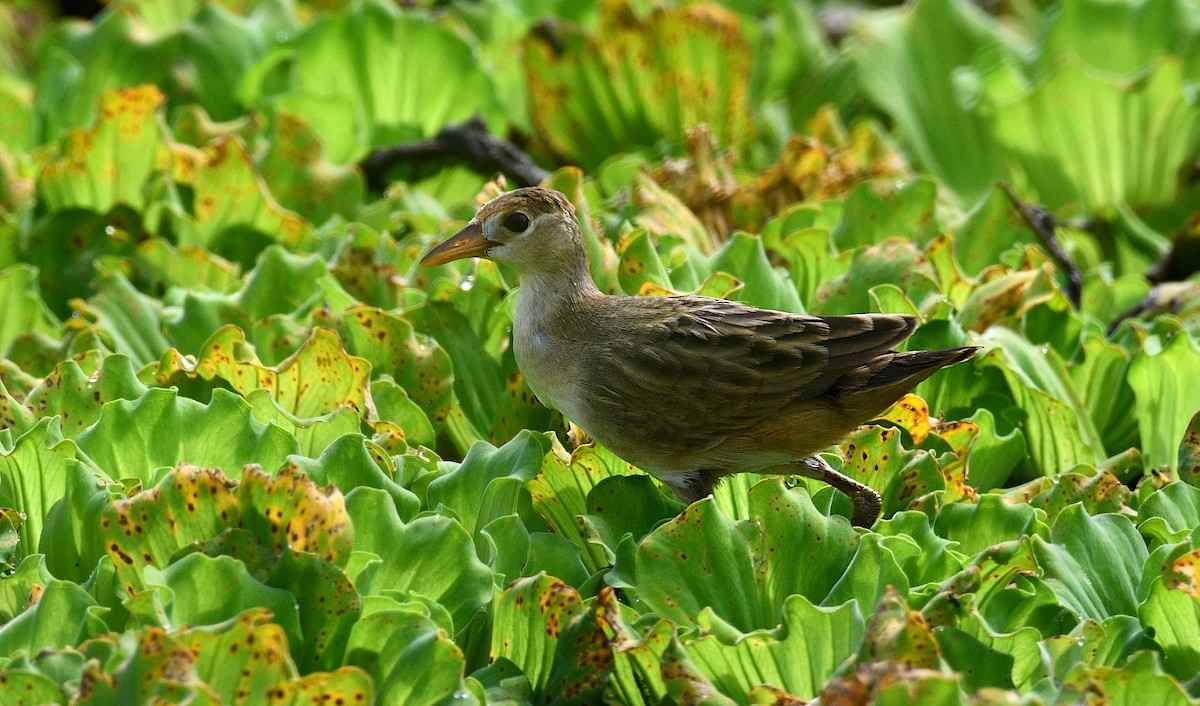 Râle cendré - ML645094923