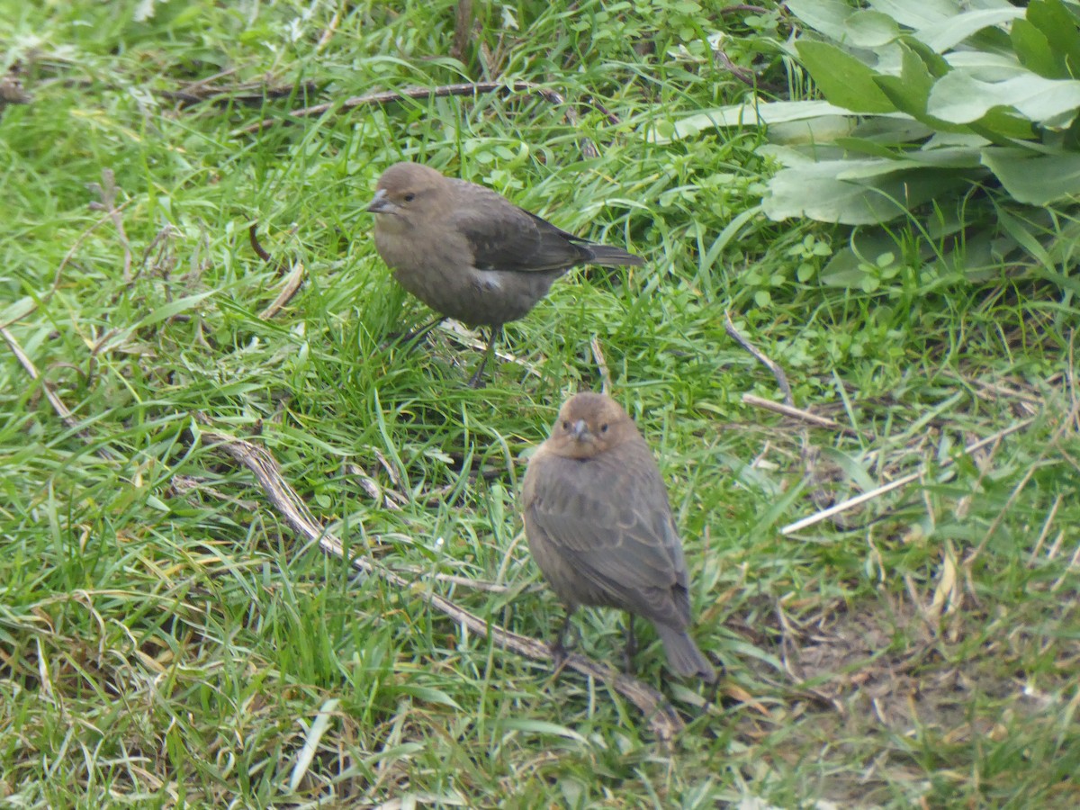 brunhodetrupial - ML645094925