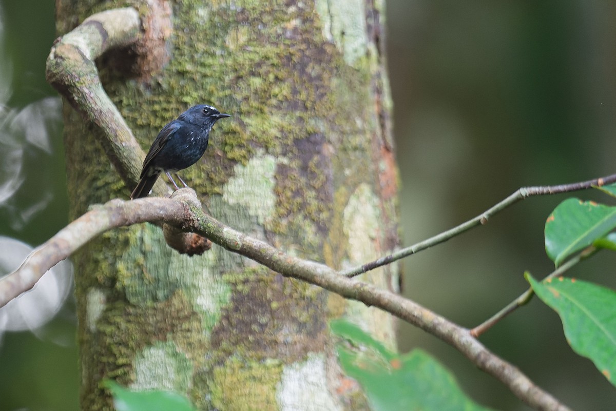 Damar Flycatcher - ML645094930