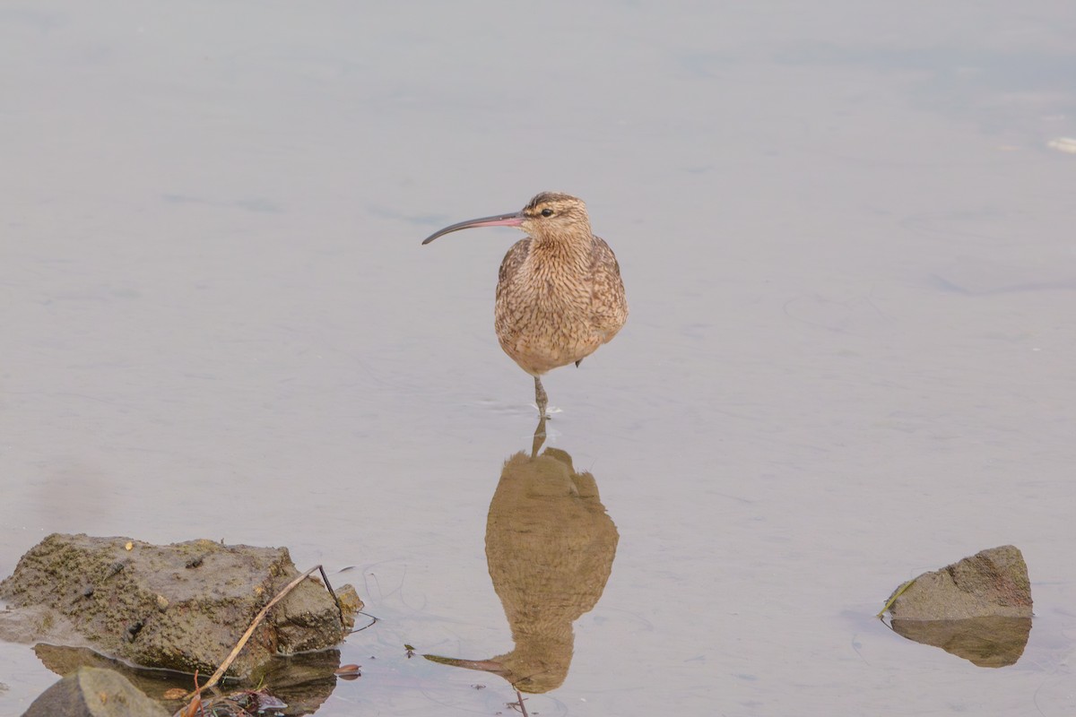 Hudsonian Whimbrel - ML645094931