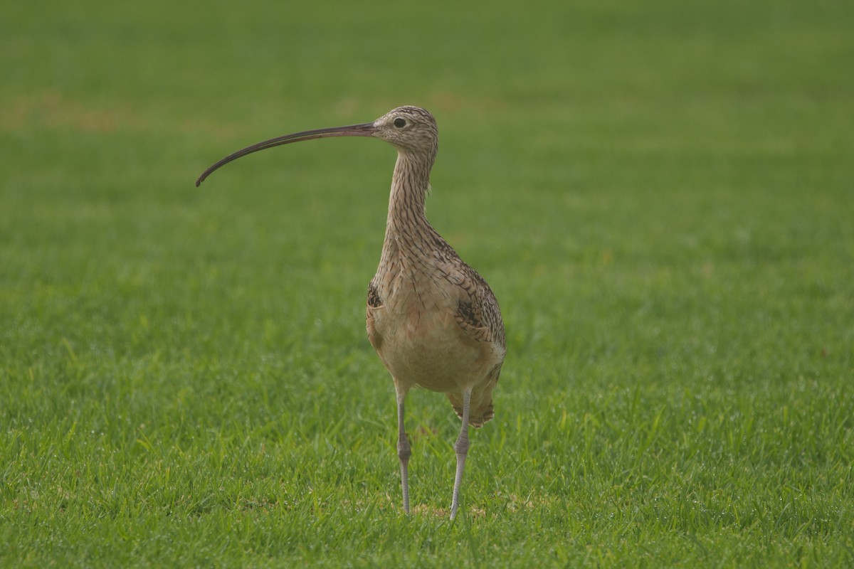 Long-billed Curlew - ML645094939