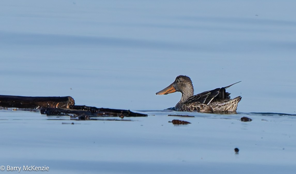 Mestolone - ML645094941