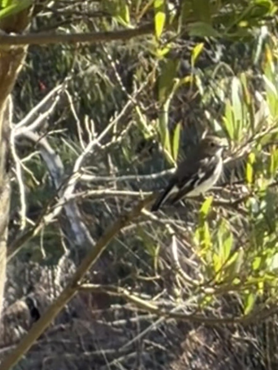 Flame Robin - ML645094943