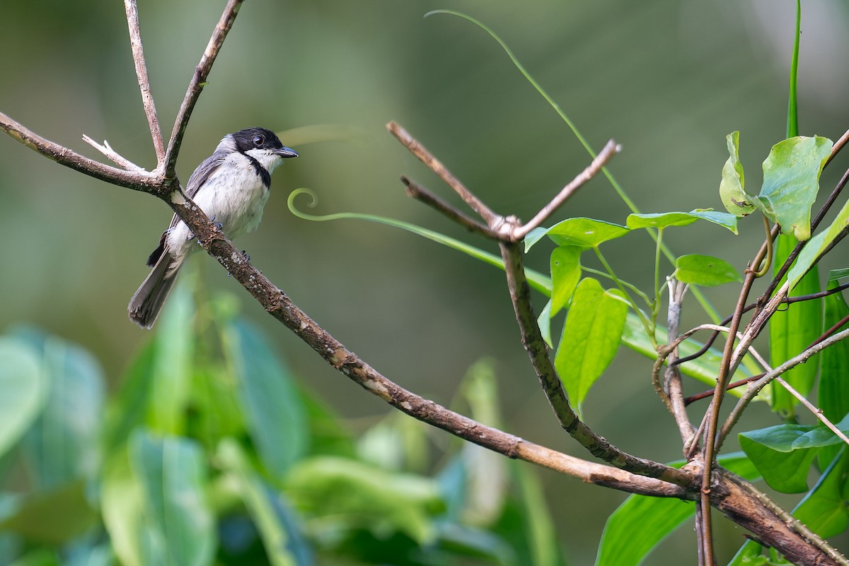 Wallacean Whistler - ML645094945