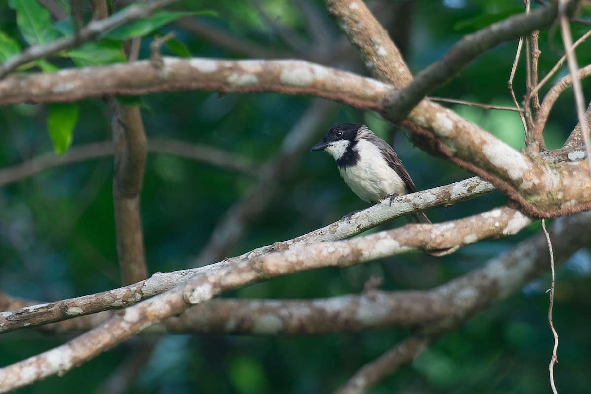 Wallacean Whistler - ML645094946