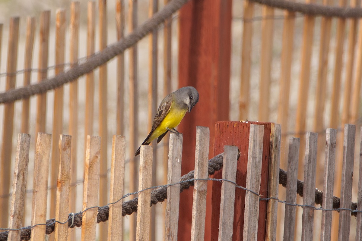 Cassin's Kingbird - ML645094947