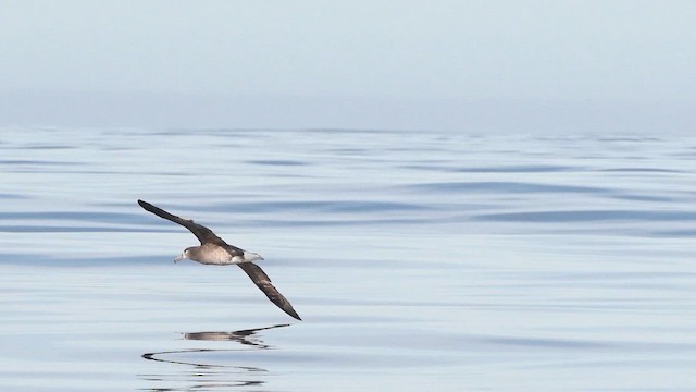 Black-footed Albatross - ML645094948