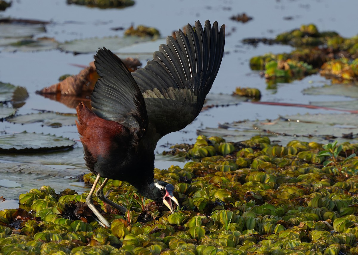 ostnák hnědoocasý - ML645094950