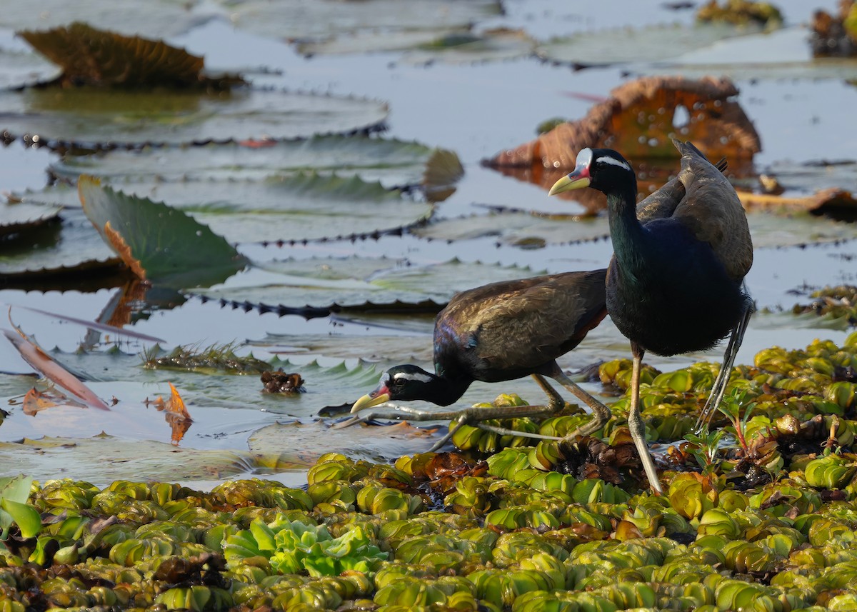 ostnák hnědoocasý - ML645094951