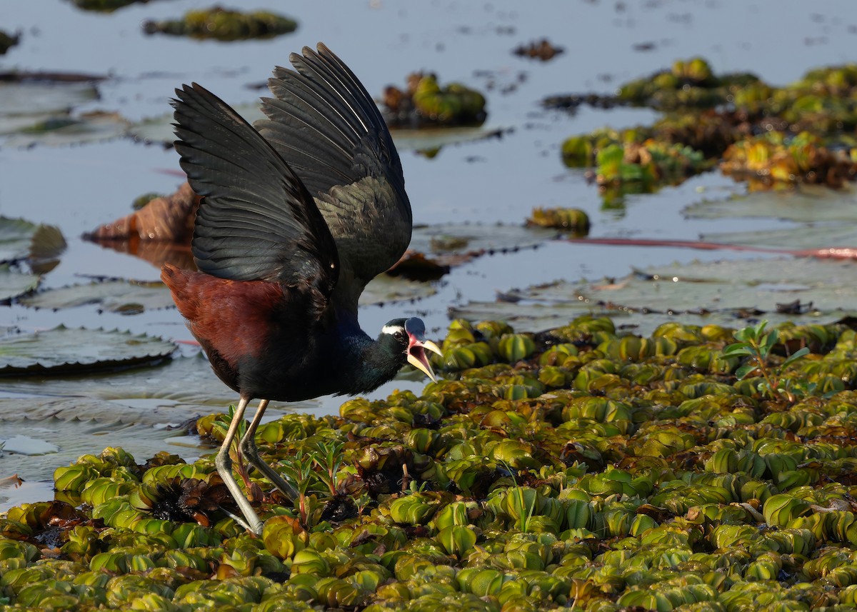 ostnák hnědoocasý - ML645094952