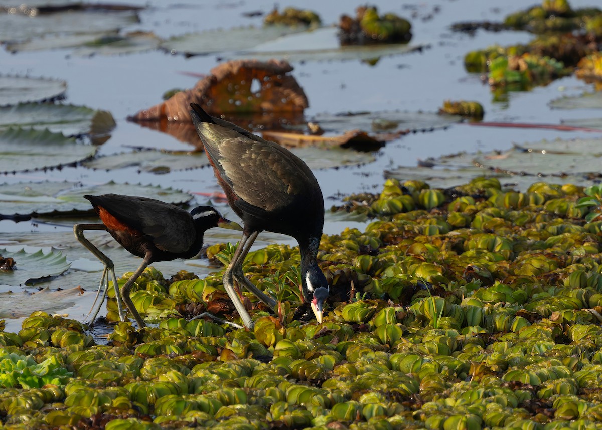 ostnák hnědoocasý - ML645094953