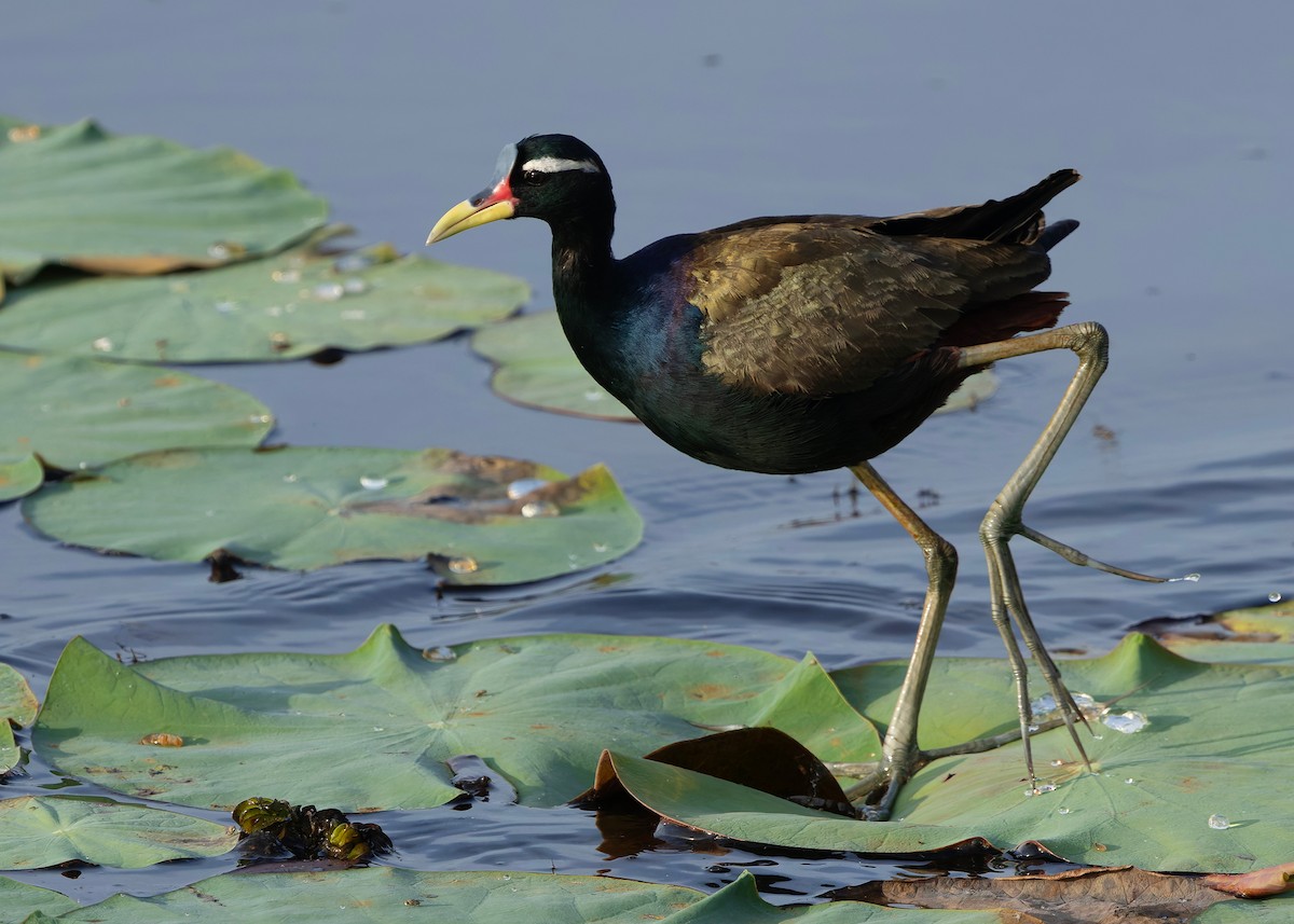 ostnák hnědoocasý - ML645094954