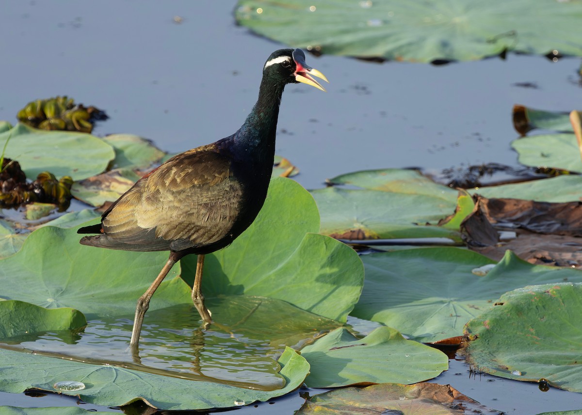 ostnák hnědoocasý - ML645094955