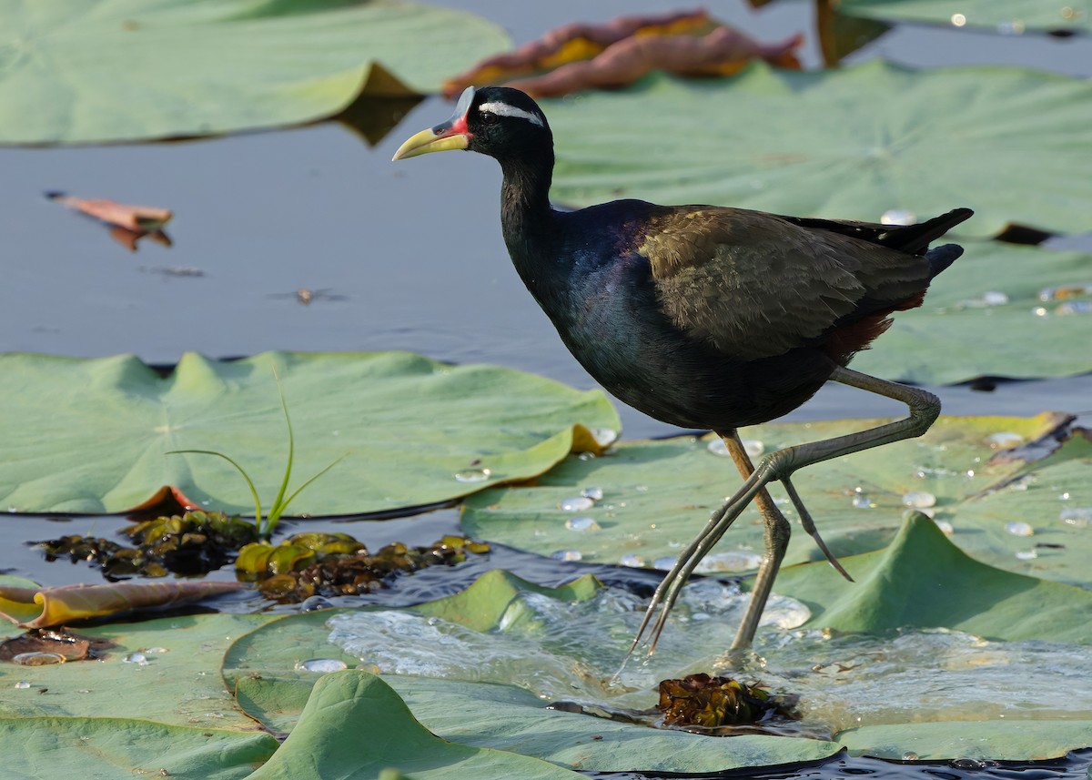 ostnák hnědoocasý - ML645094956