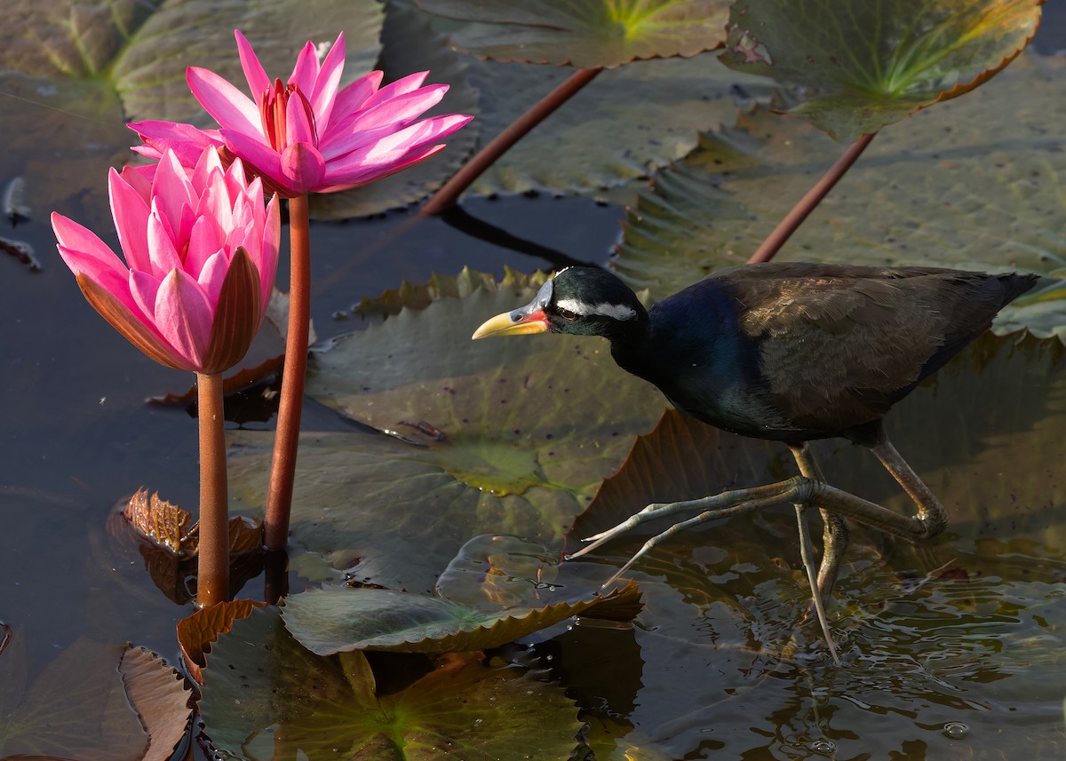 ostnák hnědoocasý - ML645094957